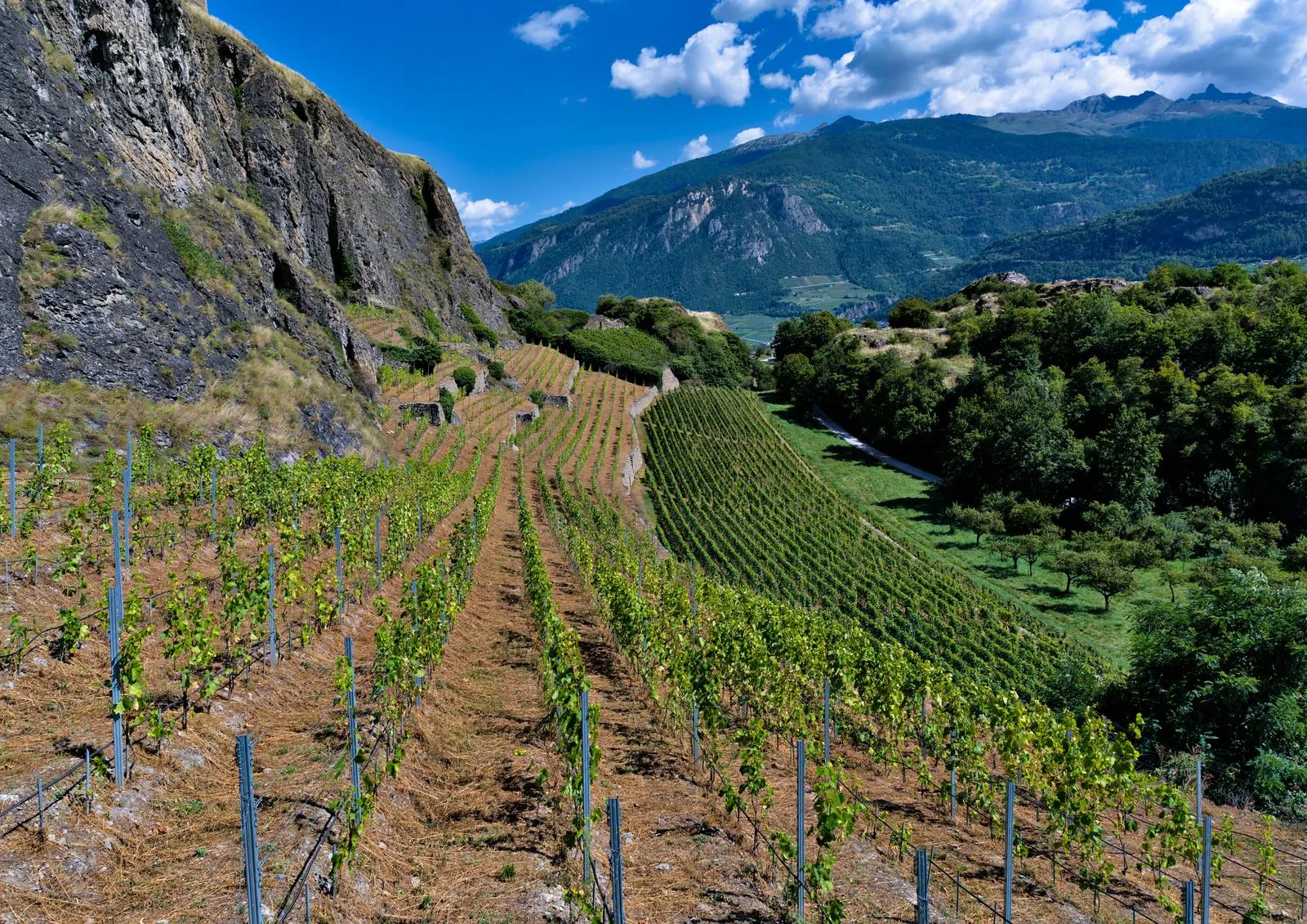 How to Plan a Durham-Area Wine Tour